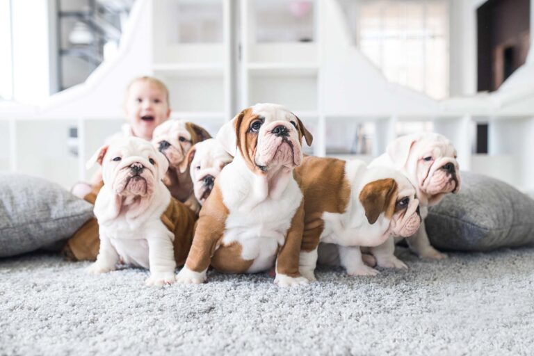 dogs on carpet | Jordans Flooring